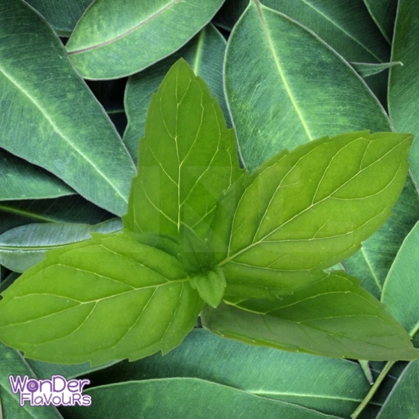 Wonder Flavours SC Eucalyptus Mint