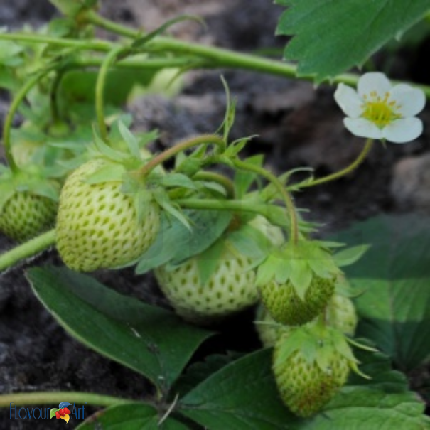 Flavour Art Strawberry Green