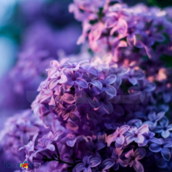 Flavour Art Violet