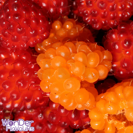 Wonder Flavours SC Alaskan Berries