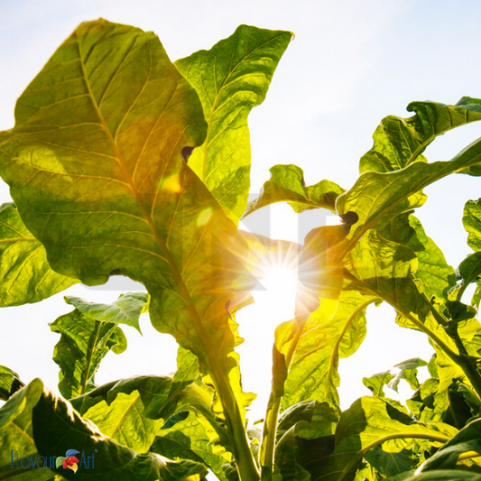 Flavour Art Burley