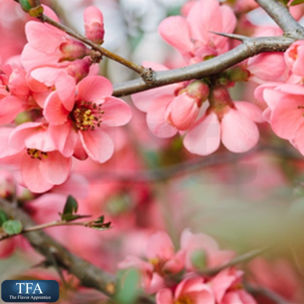 TFA Cherry Blossom