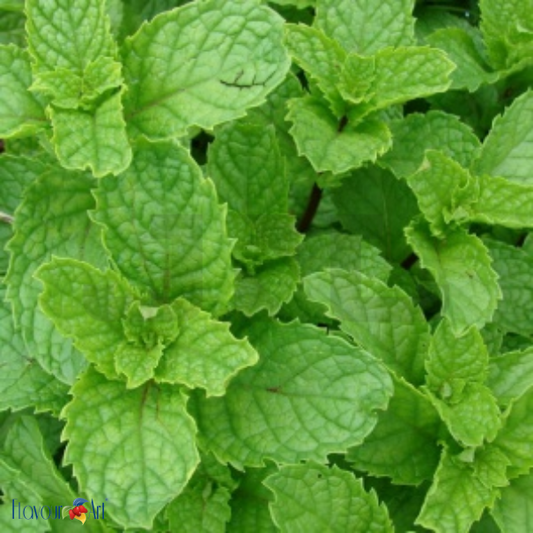 Flavour Art Spearmint - In Stock